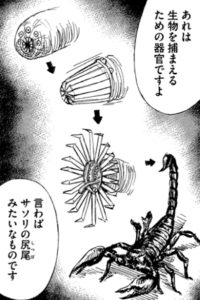 妙子　器官